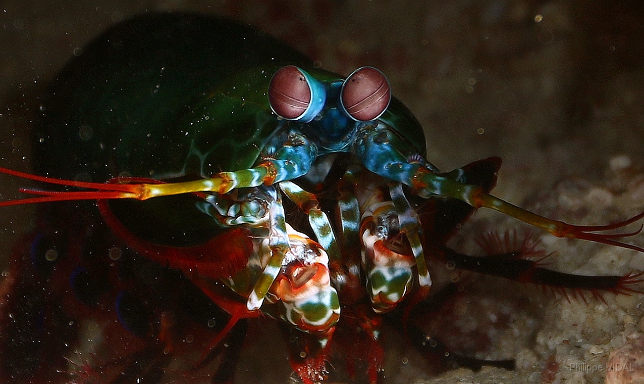 Raja Ampat 2016 - Odontodactylus scyllarus - Peacock Mantis - Squille multicolore - IMG_4821_rc.jpg